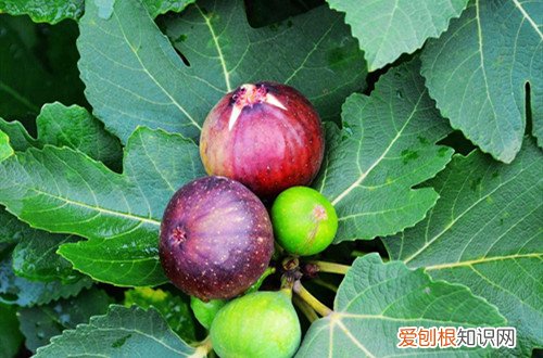 无花果什么季节修剪怎么修剪 无花果怎么修剪？什么时候修剪？