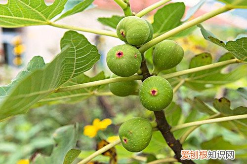 无花果什么季节修剪怎么修剪 无花果怎么修剪？什么时候修剪？