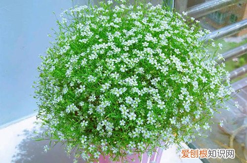 满天星开花期施啥肥 满天星一定要注重施肥，这样才能长得好，才能爆盆！