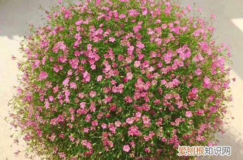 满天星开花期施啥肥 满天星一定要注重施肥，这样才能长得好，才能爆盆！