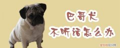 巴哥犬不听话怎么办，巴哥犬乖不乖