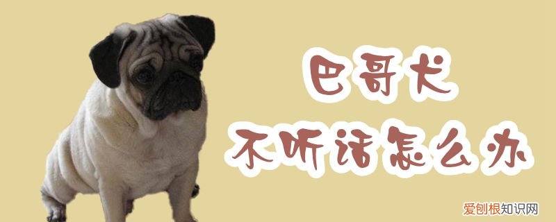 巴哥犬不听话怎么办,巴哥犬乖不乖