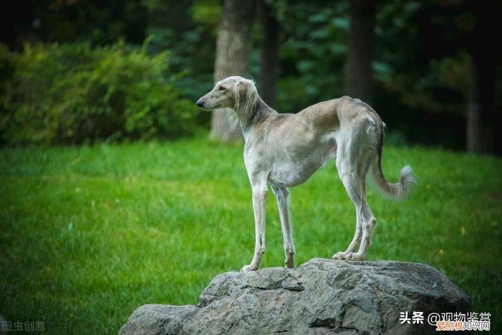 抓兔子的狗叫什么狗 ，抓兔子的犬叫什么名字？