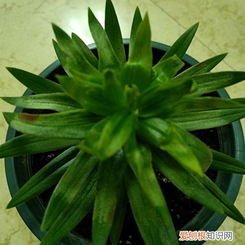 百合花苞枯萎怎么回事 百合花花苞发黄枯萎了怎么办?怎么救?