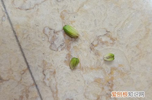 百合花苞枯萎怎么回事 百合花花苞发黄枯萎了怎么办?怎么救?