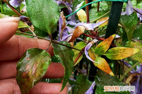 金线莲叶子发黄怎么处理 铁线莲叶子发黄怎么办?怎么救?