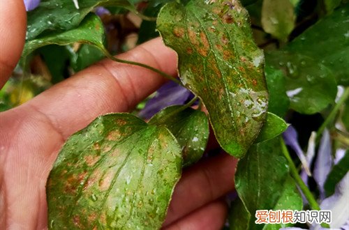 金线莲叶子发黄怎么处理 铁线莲叶子发黄怎么办?怎么救?