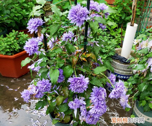 金线莲叶子发黄怎么处理 铁线莲叶子发黄怎么办?怎么救?