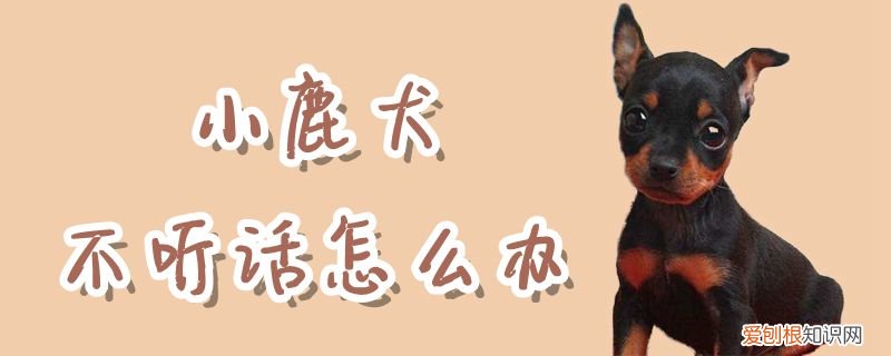 小鹿犬不听话怎么办,小鹿犬怎么养才听话