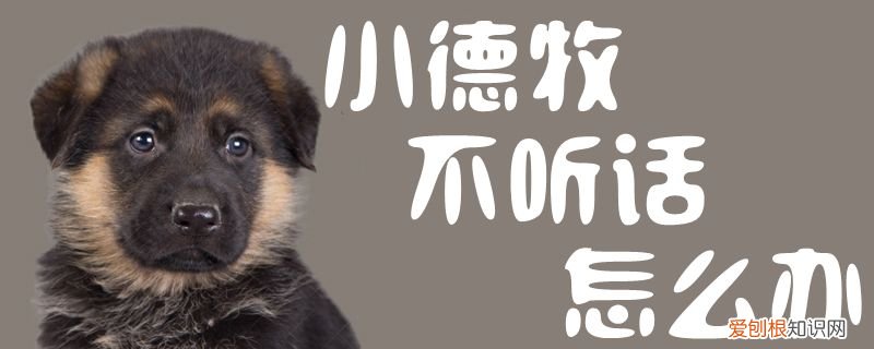 小德牧不听话怎么办,德牧幼犬不听话怎么办