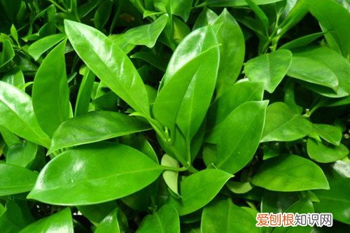 非洲茉莉有黄叶怎么回事 非洲茉莉黄叶子怎么办？有什么解决方法？