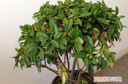 非洲茉莉有黄叶怎么回事 非洲茉莉黄叶子怎么办？有什么解决方法？