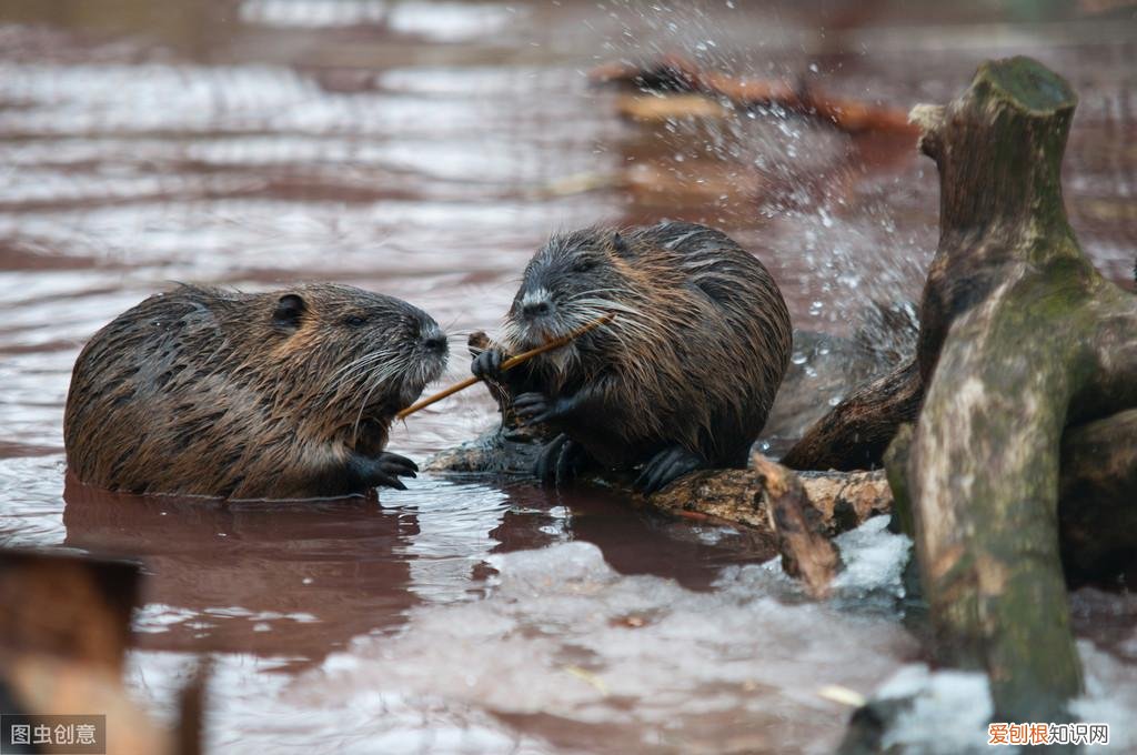 仓鼠湿尾病怎么治疗 ，仓鼠湿尾症能坚持几天？