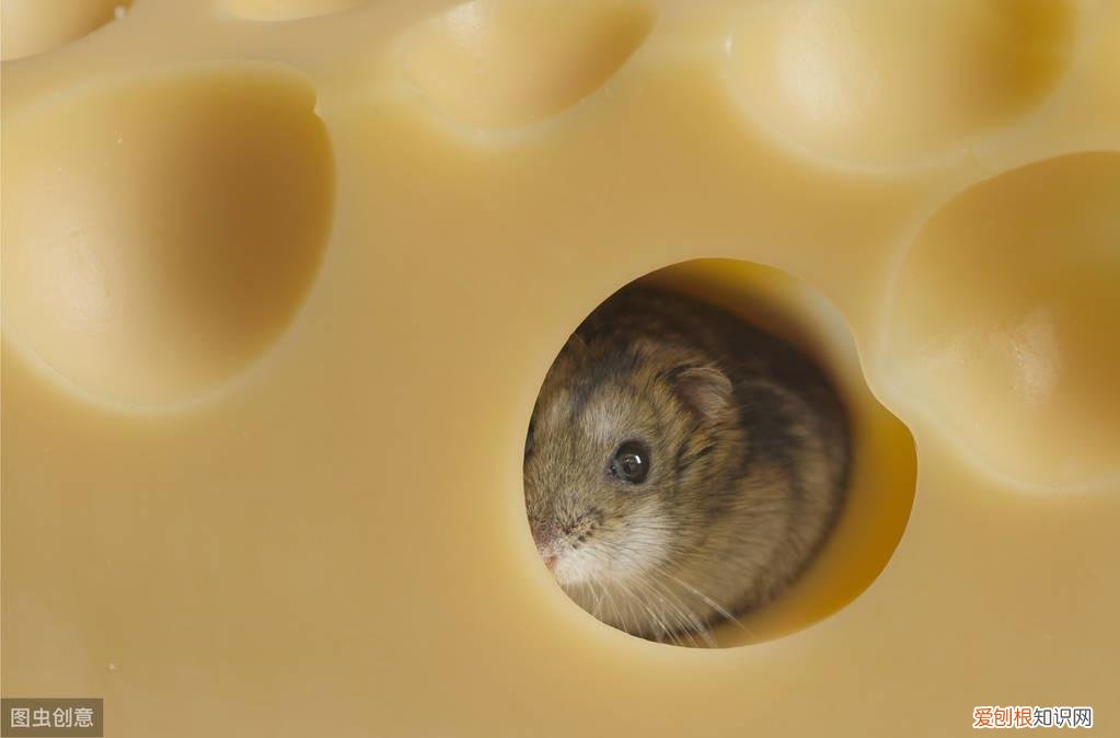 仓鼠湿尾病怎么治疗 ，仓鼠湿尾症能坚持几天？