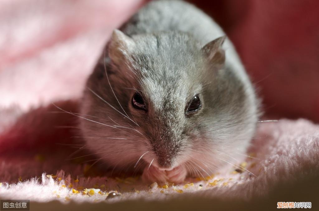 仓鼠湿尾病怎么治疗 ，仓鼠湿尾症能坚持几天？