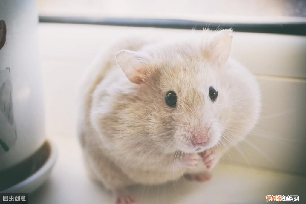 仓鼠湿尾病怎么治疗 ，仓鼠湿尾症能坚持几天？