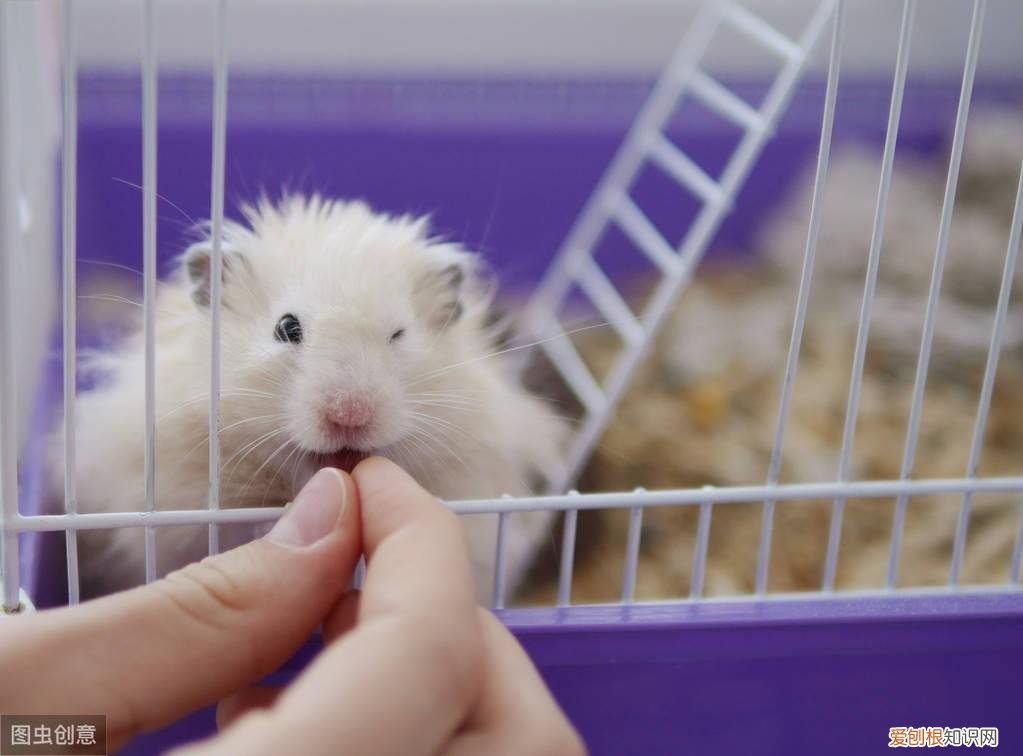 仓鼠湿尾病怎么治疗 ，仓鼠湿尾症能坚持几天？