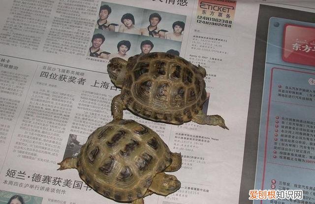 养陆龟的方法 ，养陆龟有什么好处吗？