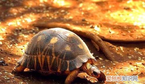 养陆龟的方法 ，养陆龟有什么好处吗？