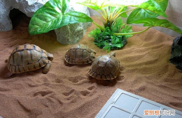 养陆龟的方法 ，养陆龟有什么好处吗？