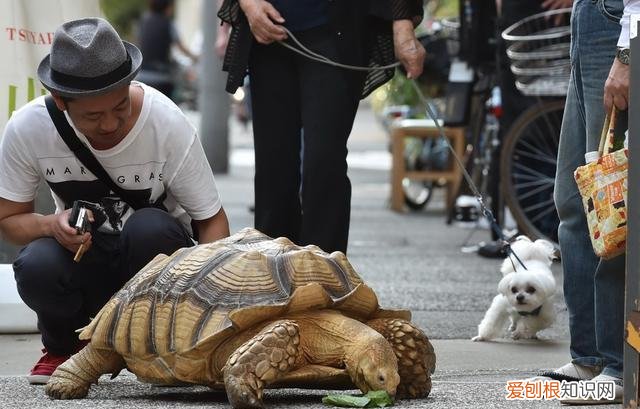 养陆龟的方法 ，养陆龟有什么好处吗？