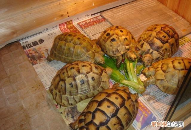 养陆龟的方法 ，养陆龟有什么好处吗？