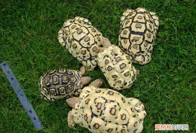 养陆龟的方法 ，养陆龟有什么好处吗？