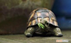 养陆龟的方法 ，养陆龟有什么好处吗？