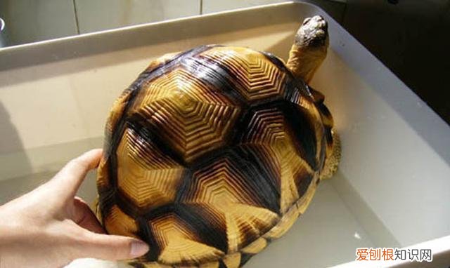 养陆龟的方法 ，养陆龟有什么好处吗？