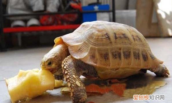 养陆龟的方法 ，养陆龟有什么好处吗？