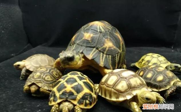 养陆龟的方法 ，养陆龟有什么好处吗？