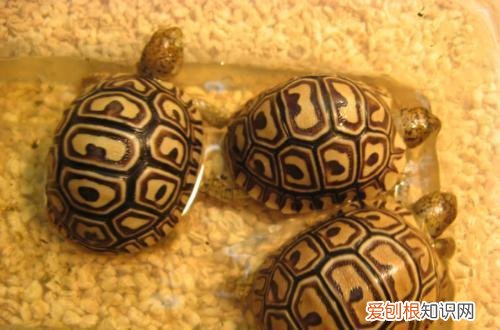 养陆龟的方法 ，养陆龟有什么好处吗？