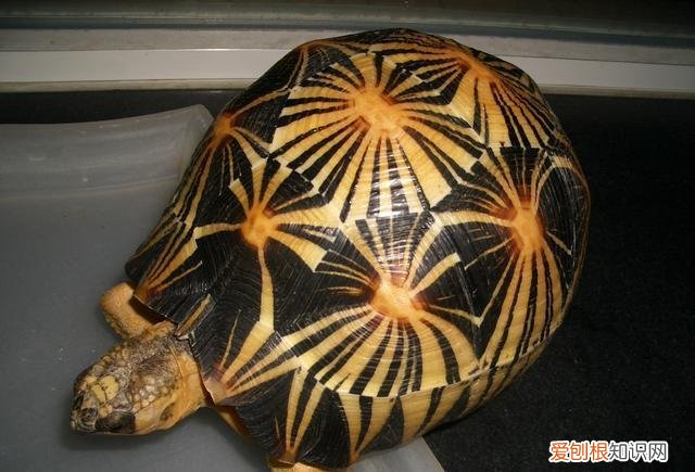 养陆龟的方法 ，养陆龟有什么好处吗？