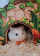 怎么选一只健康的仓鼠 ，买仓鼠怎么选好的没有病的？