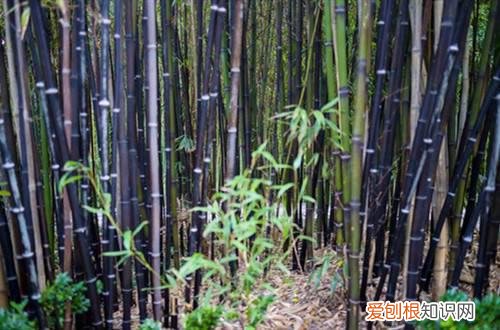 紫竹室内盆栽养殖方法 盆栽的紫竹要怎么养护？记住这六点养护方法，就能养护好！