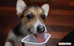 狗狗可以喝安慕希吗 狗狗可以喝安慕希吗