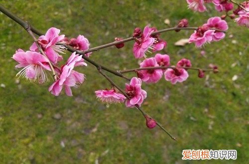 梅花的养植方法 梅花要怎样种植?梅花要怎么养护才能长得好?