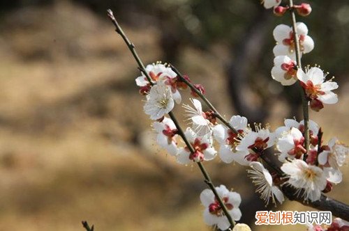 梅花的养植方法 梅花要怎样种植?梅花要怎么养护才能长得好?