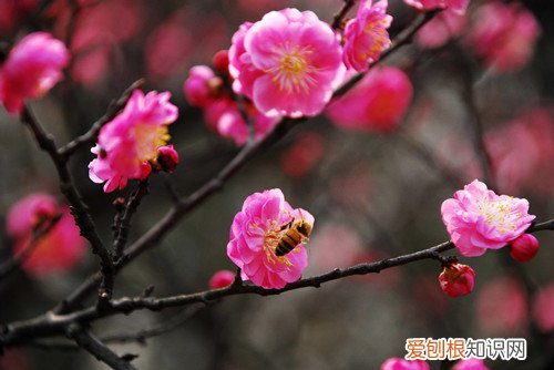 梅花的养植方法 梅花要怎样种植?梅花要怎么养护才能长得好?