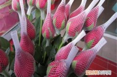 月季花网套使用方法 给月季花苞套网套有什么好处呢？赶紧了解下！