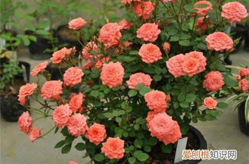 月季花网套使用方法 给月季花苞套网套有什么好处呢？赶紧了解下！