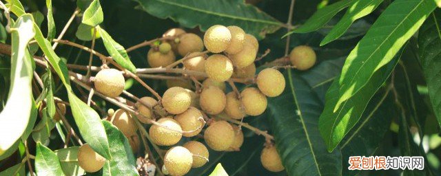 龙眼肉有什么功效与副作用 龙眼肉有什么功效