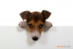 宠物狗身上的寄生虫会传染给人吗 狗狗身上的寄生虫会传染给人吗