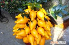 黄金果盆景怎么养护 黄金果 黄晶果怎么养护？要注意什么事项？