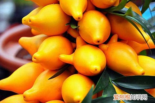 黄金果盆景怎么养护 黄金果 黄晶果怎么养护？要注意什么事项？