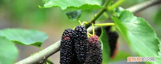 桑树的作用与功效与作用 桑树有什么作用与功效