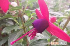 倒挂金钟枝条太长怎么剪 倒挂金钟怎么修剪？在这四种情况下修剪，就能多分枝多开花！