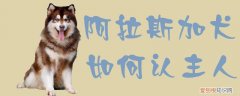 阿拉斯加犬如何认主人，阿拉斯加幼犬认主人的表现