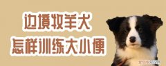 边境牧羊犬怎样训练大小便，边境牧羊犬怎么训练大小便