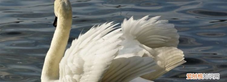 天鹅会飞吗天鹅会游泳吗 ，天鹅会游泳吗 百度百科？